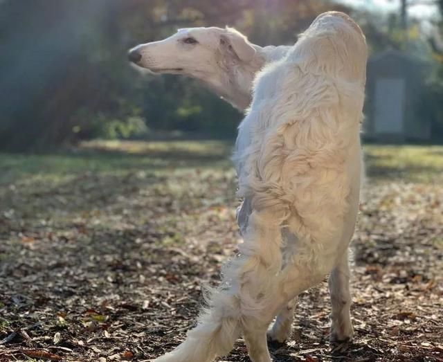 短腿柯基跟长腿柯基,鼻子很高的柯基