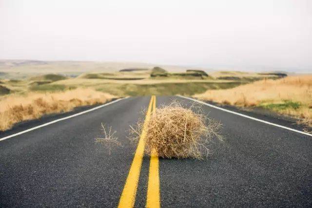 竹子是生命力顽强的植物吗,竹子是不畏惧寒冷的植物吗