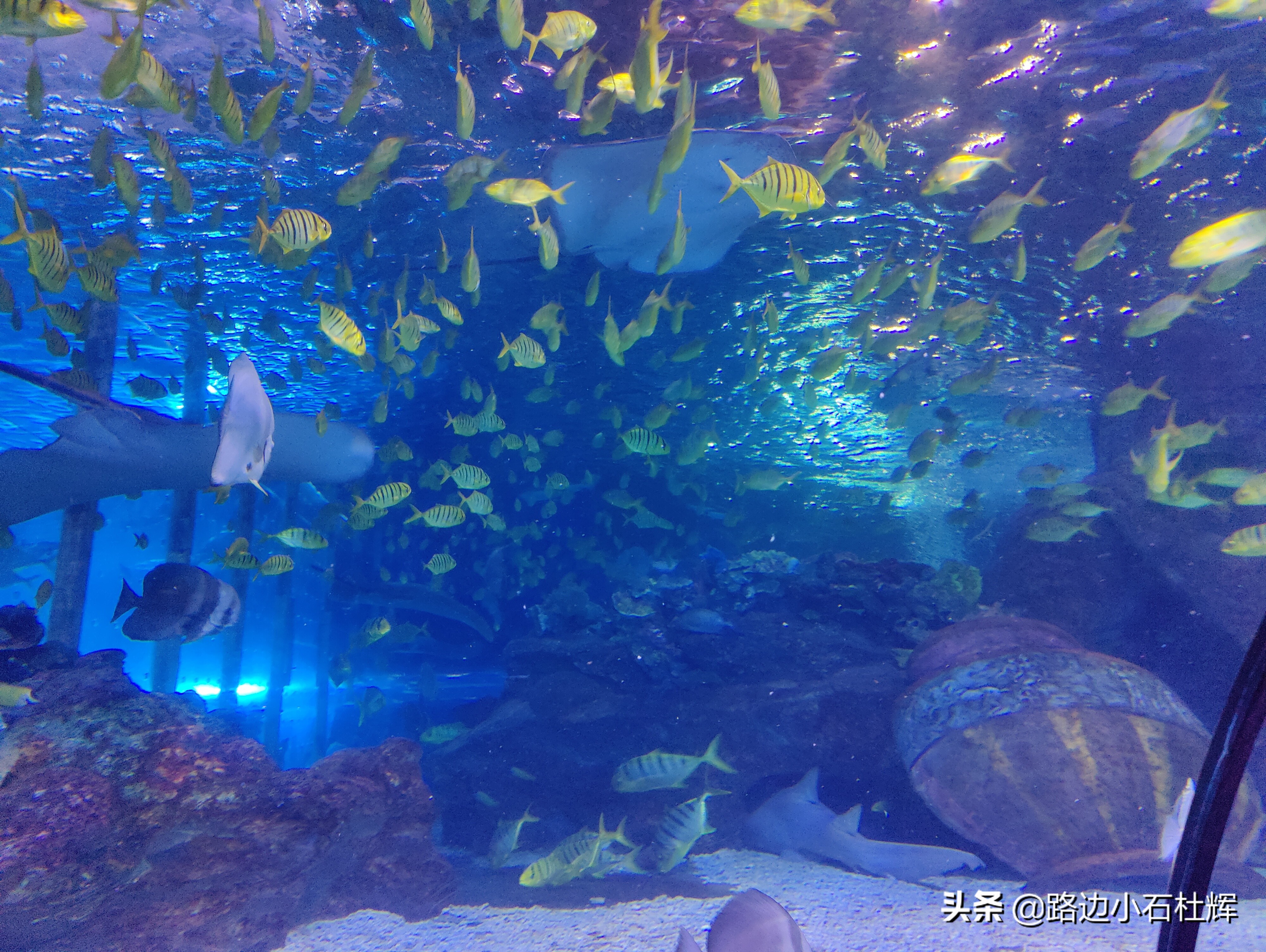北京海洋馆旅游详细攻略,海洋馆北京海底世界游玩路线