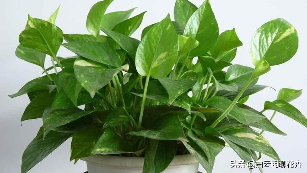 像绿萝一样很耐阴好养的室内植物,有没有像绿萝那样耐阴的植物