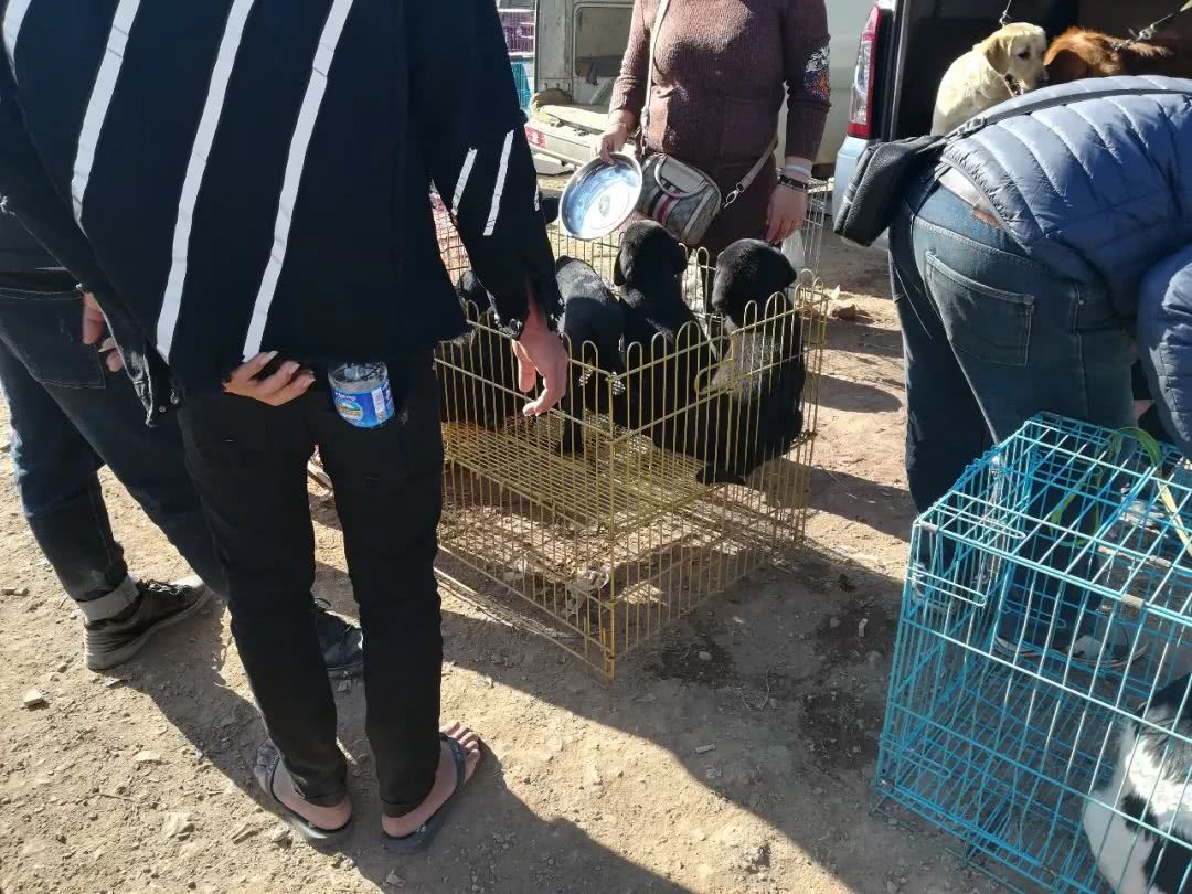 拉布拉多小狗狗市场有卖吗,狗市能买到纯拉布拉多吗