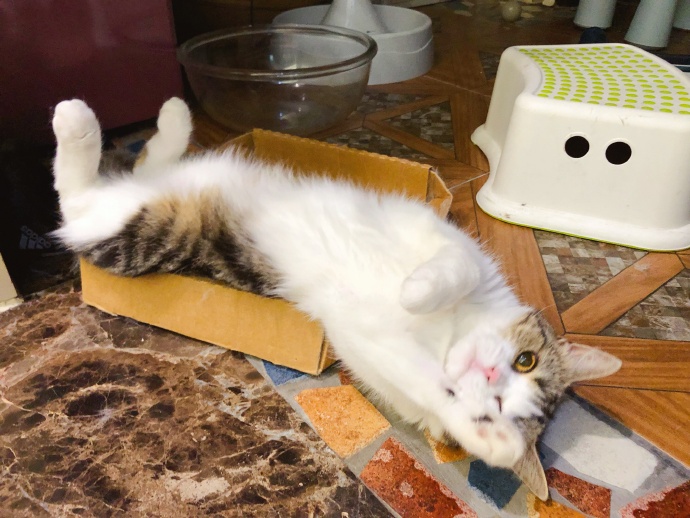 猫咪喂内驱药有什么危害吗,养猫知识猫咪驱虫注意事项