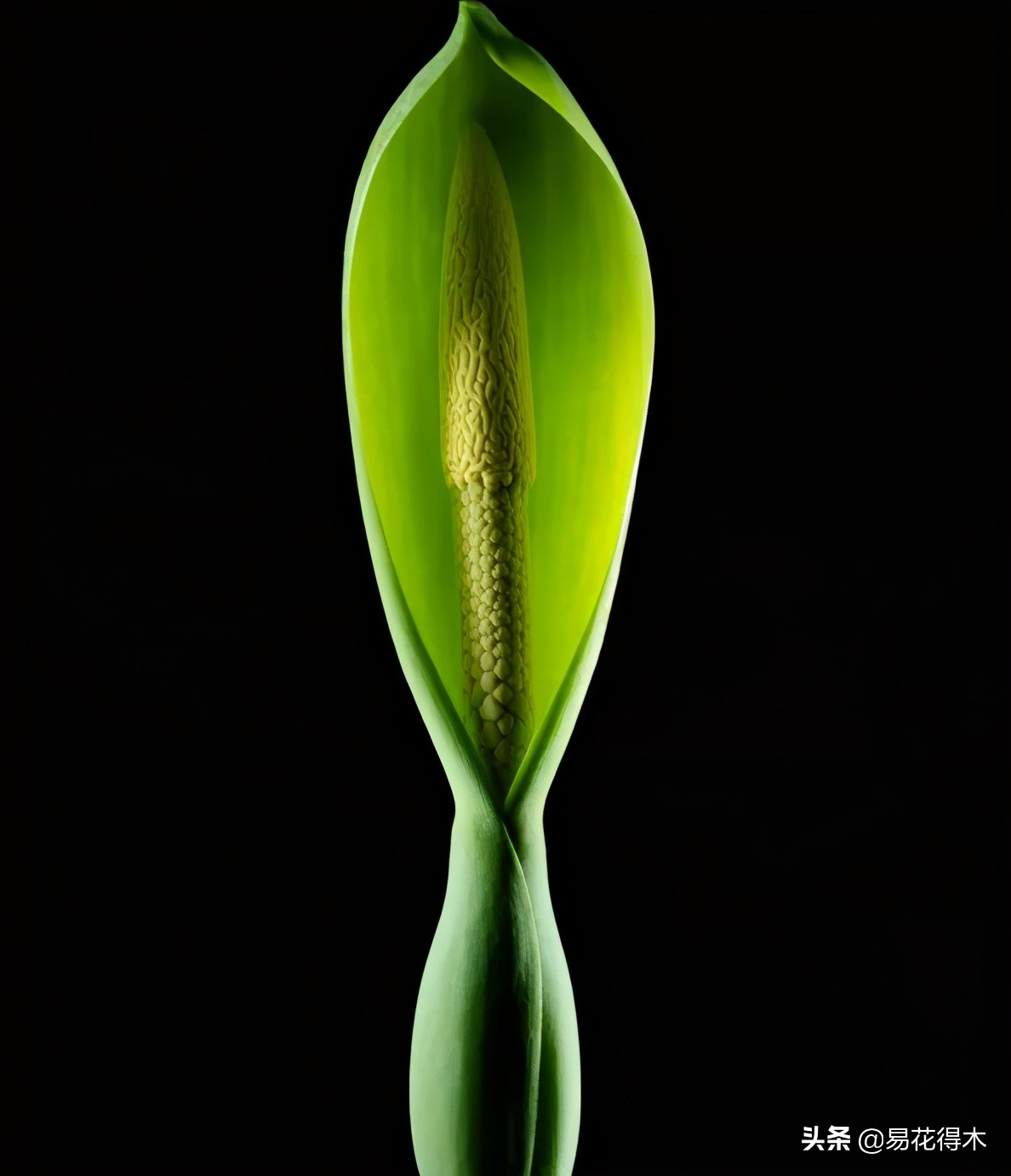 四季开花香味浓的观花植物,观叶型花卉有哪些花可以吃