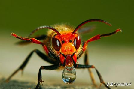 如何甩掉马蜂,遇上马蜂发狂的时候怎么办