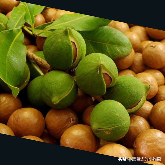 夏威夷果为什么被称为坚果皇后,夏威夷果是谁的后代