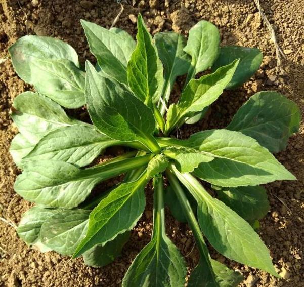 山上的野花有哪些可以盆栽,哪种野花更能作为家里的盆栽