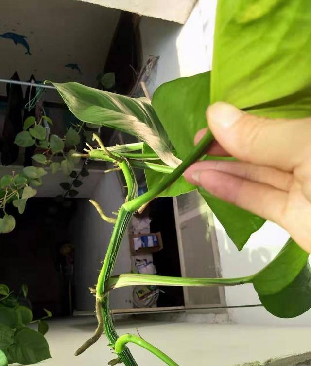 绿萝怎么把它的叶子养得又肥又厚,为啥别人家的绿萝叶子比巴掌还大