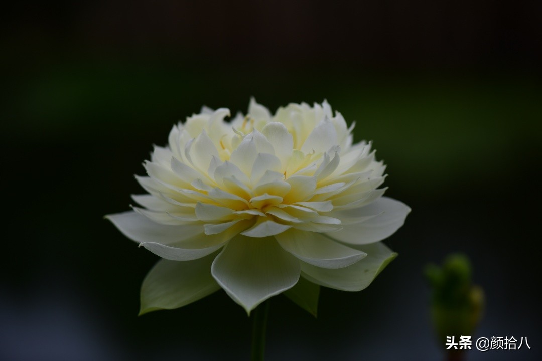 碗莲种藕生长到开花全过程,碗莲种藕到开花的过程