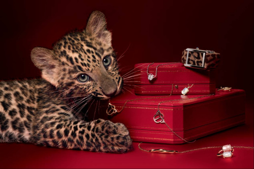 卡地亚豹子戒指最贵多少钱,豹子戒指卡地亚仿版