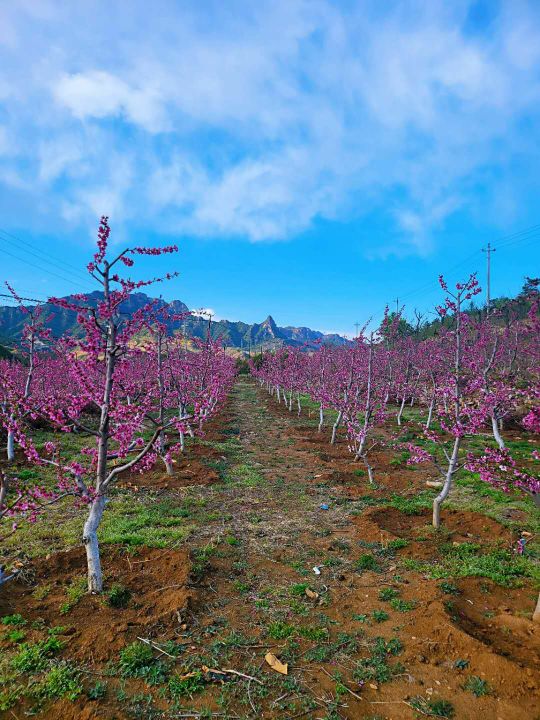 灼灼其华桃之夭夭的全文,灼灼其华的灼灼