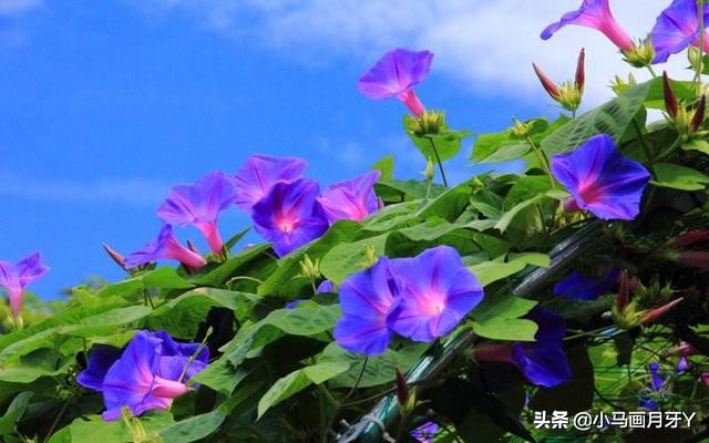 千字文天地玄黄全文注音版,千字文注音版全文解释