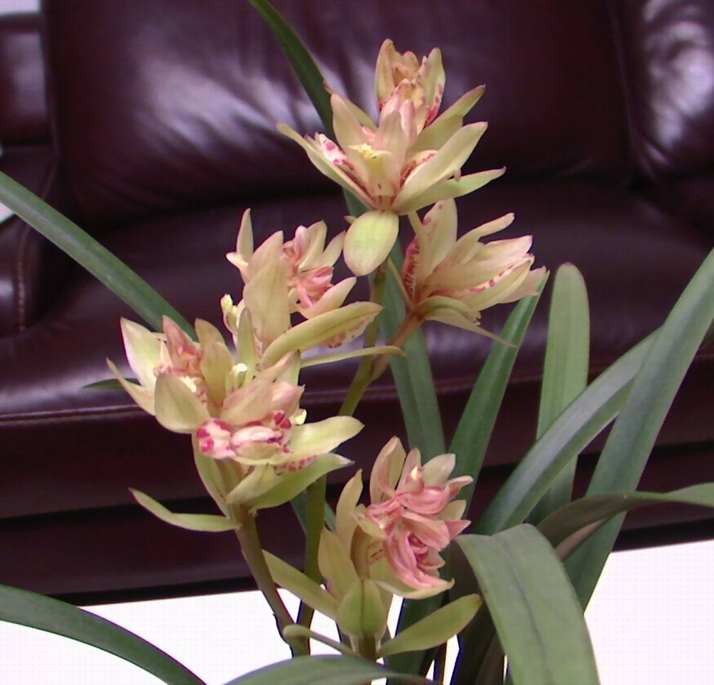 带浓郁香味的兰花,哪些兰花的香气很浓郁推荐几种