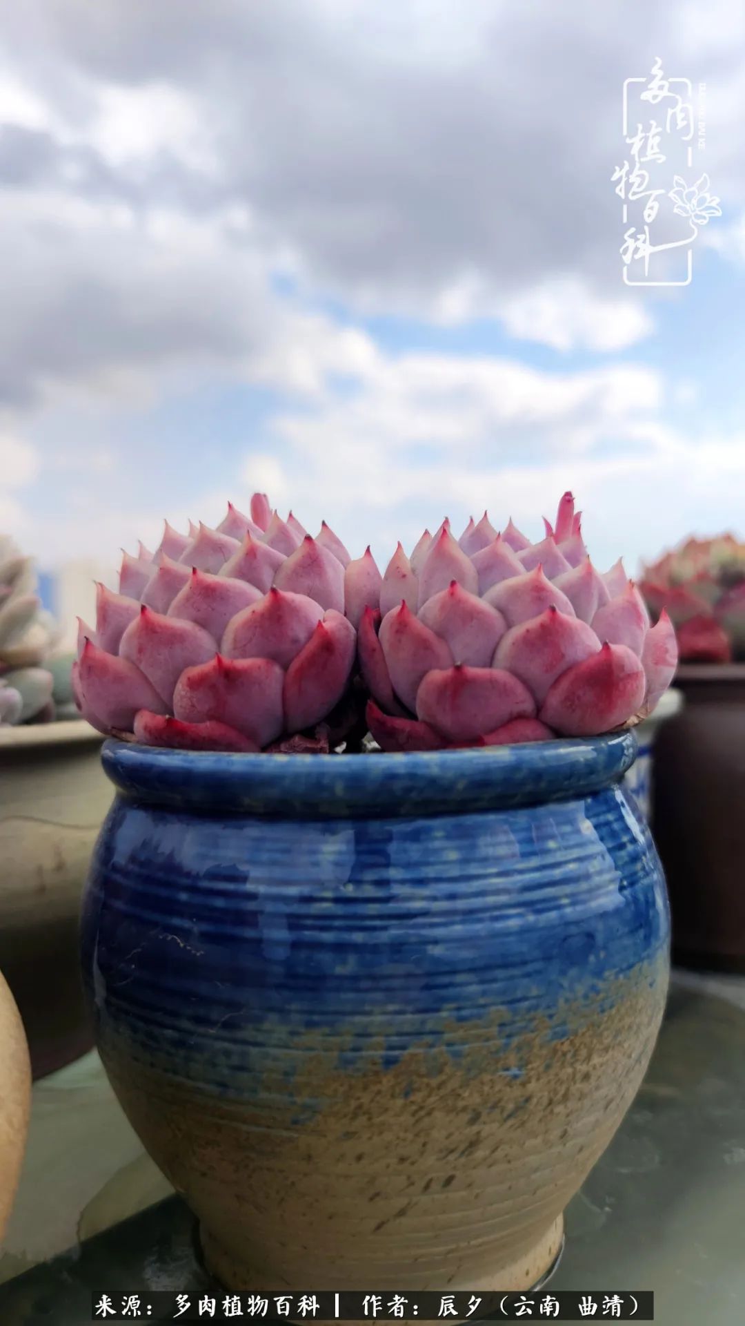 缂辩换鏃栨棊钁宠暏鐢熼,缂辩换鏃栨棊钁宠暏鐢熼鍑哄