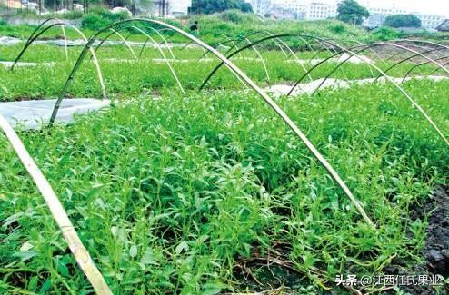 黎川水蕹菜和空心菜的区别,黎川水蕹菜与空心菜区别