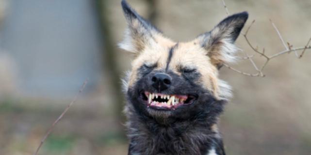 非洲野狗作战能力超过“掏肛”的鬣狗，对外凶狠，对内温馨有爱