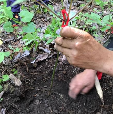 表叔阳台上养人参，管理省心，乐趣多，学会了可大面积种植