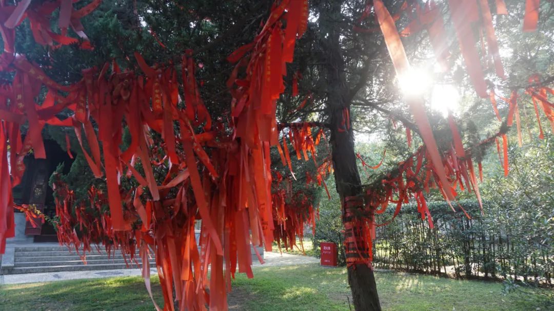 上海启庐太湖启园,太湖启园门票最新消息