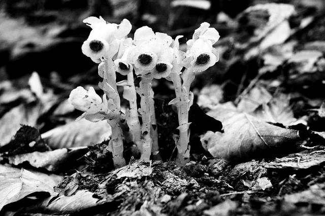 罕见柳州惊现神奇冥界之花水晶兰,珍稀罕见幽灵之花水晶兰现身重庆