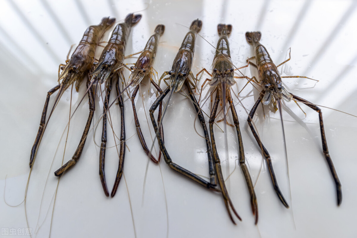 地笼网捕龙虾用什么当诱饵最好,地笼捕龙虾下在什么地方