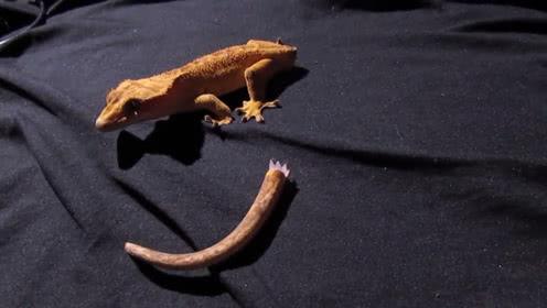 为何老人常说壁虎有剧毒,壁虎咬人无药可救吗