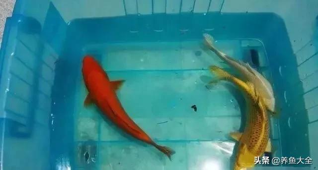 经历2次整池团灭，没关系！接着买从头再来！