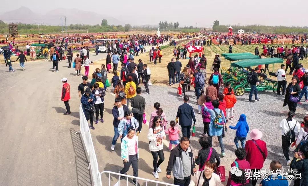 狼牙山下花如海李白诗赞郁金香