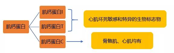 肌钙蛋白t和肌钙蛋白i有什么区别,肌钙蛋白i和肌钙蛋白t哪个先升高