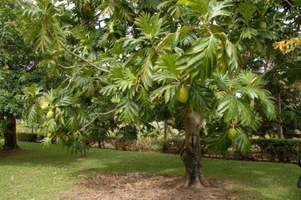 100种常见观叶植物图鉴史上最全,农村常见的100种植物