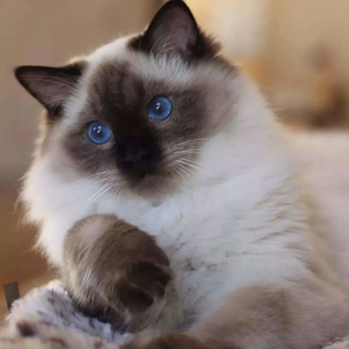 新手养猫注意事项及解决方法,新手养猫注意事项以及幼猫到新家