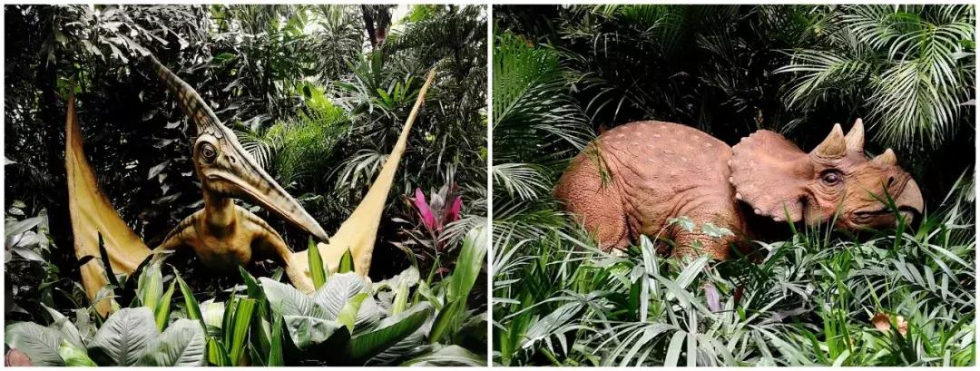 去广州长隆动物园怎么玩划算,广州长隆动物园一天最全游玩攻略