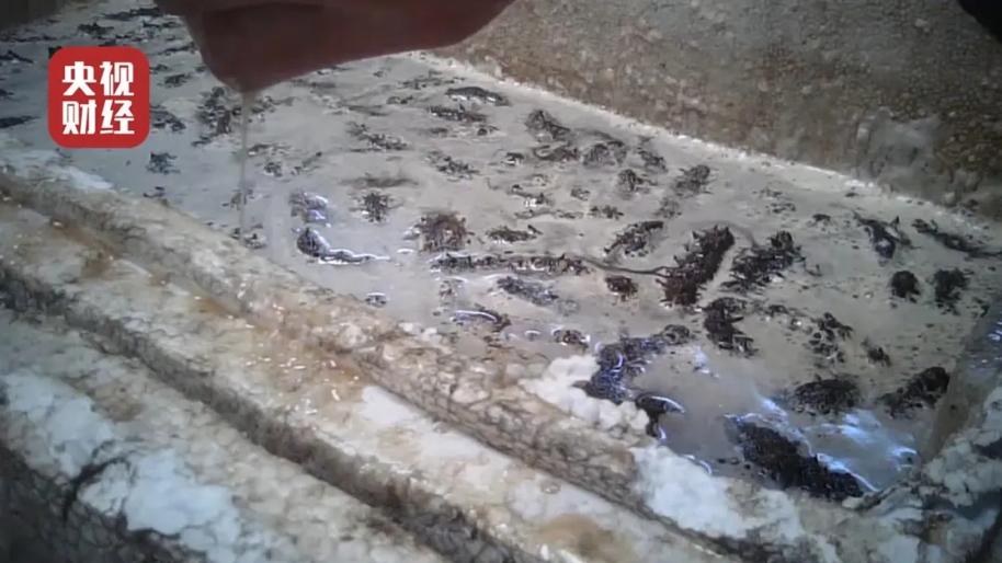 不加敌敌畏的海参，也不值得吃｜大象公会