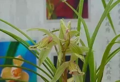 十几万一棵的多肉,50种稀有多肉多少钱一棵