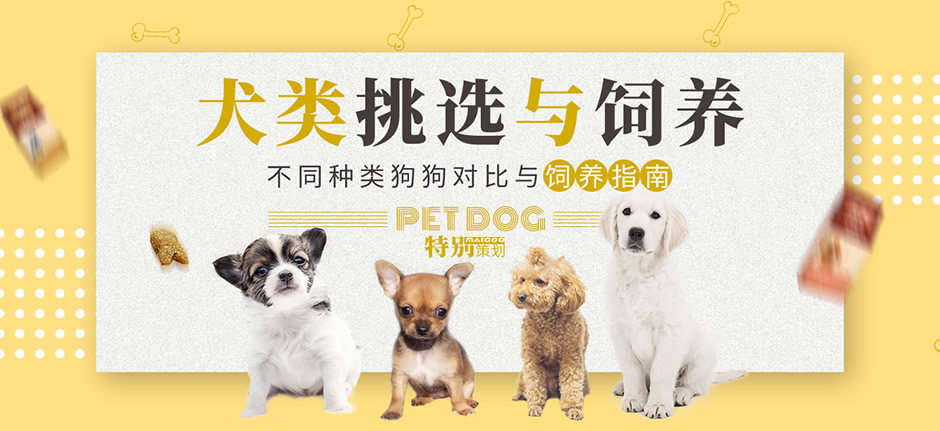 狗狗的品种特点和训练技巧,饲养狗狗哪种犬最好