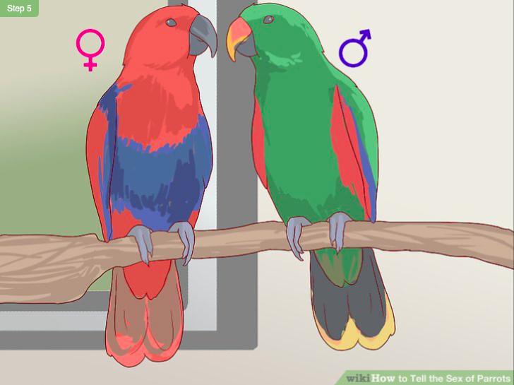怎么分鹦鹉的品种和性别,如何分辨鹦鹉的品种