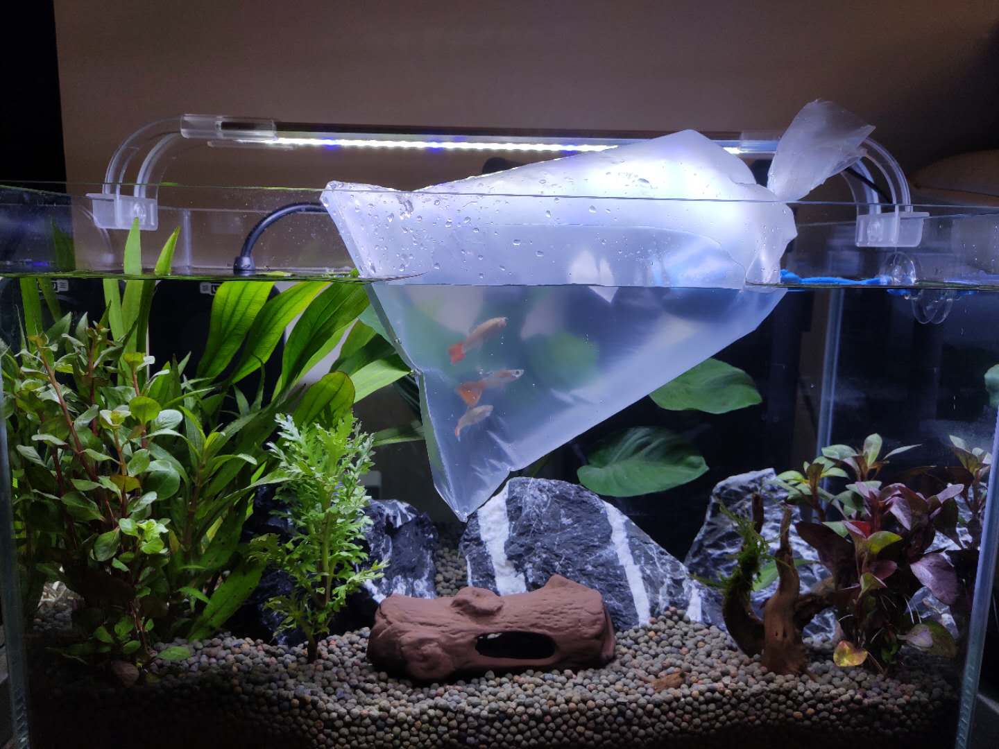 新手养鱼怎么入手？350元，开启养鱼之旅，新手小白开缸记