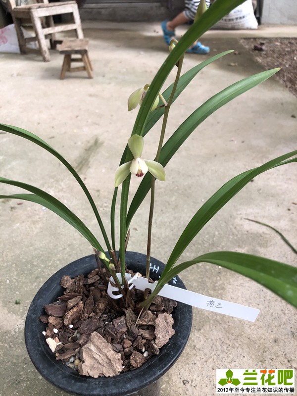 兰花上盆注意事项有哪些,兰花护盆草选择