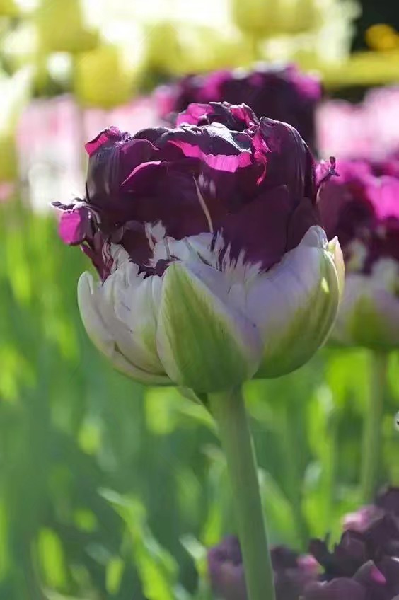 郁金香植物园欣赏,精美郁金香图片欣赏