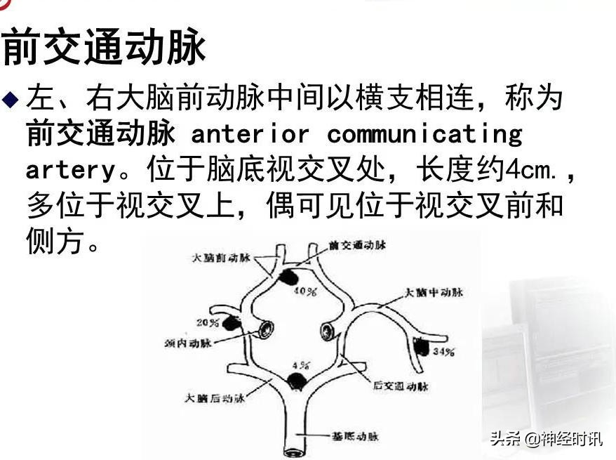 脑动脉解剖学讲解,基底节区脑血管解剖