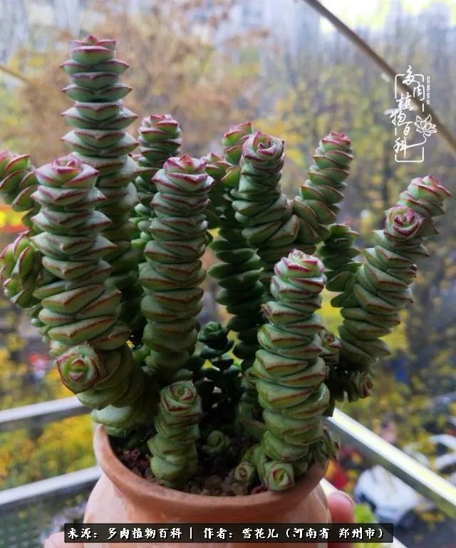 我的多肉乐园,多肉三寸阳台效果图