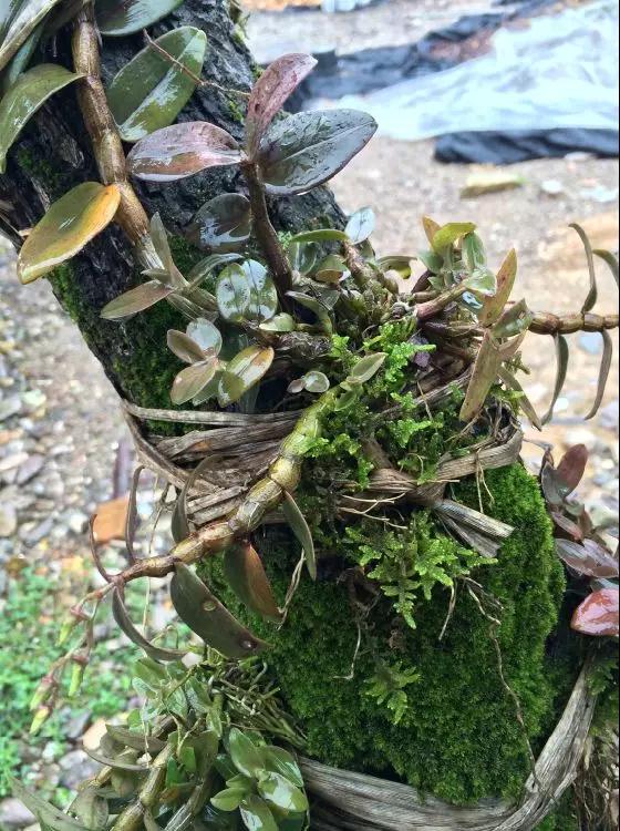 致富经种植新商机,种植致富好项目