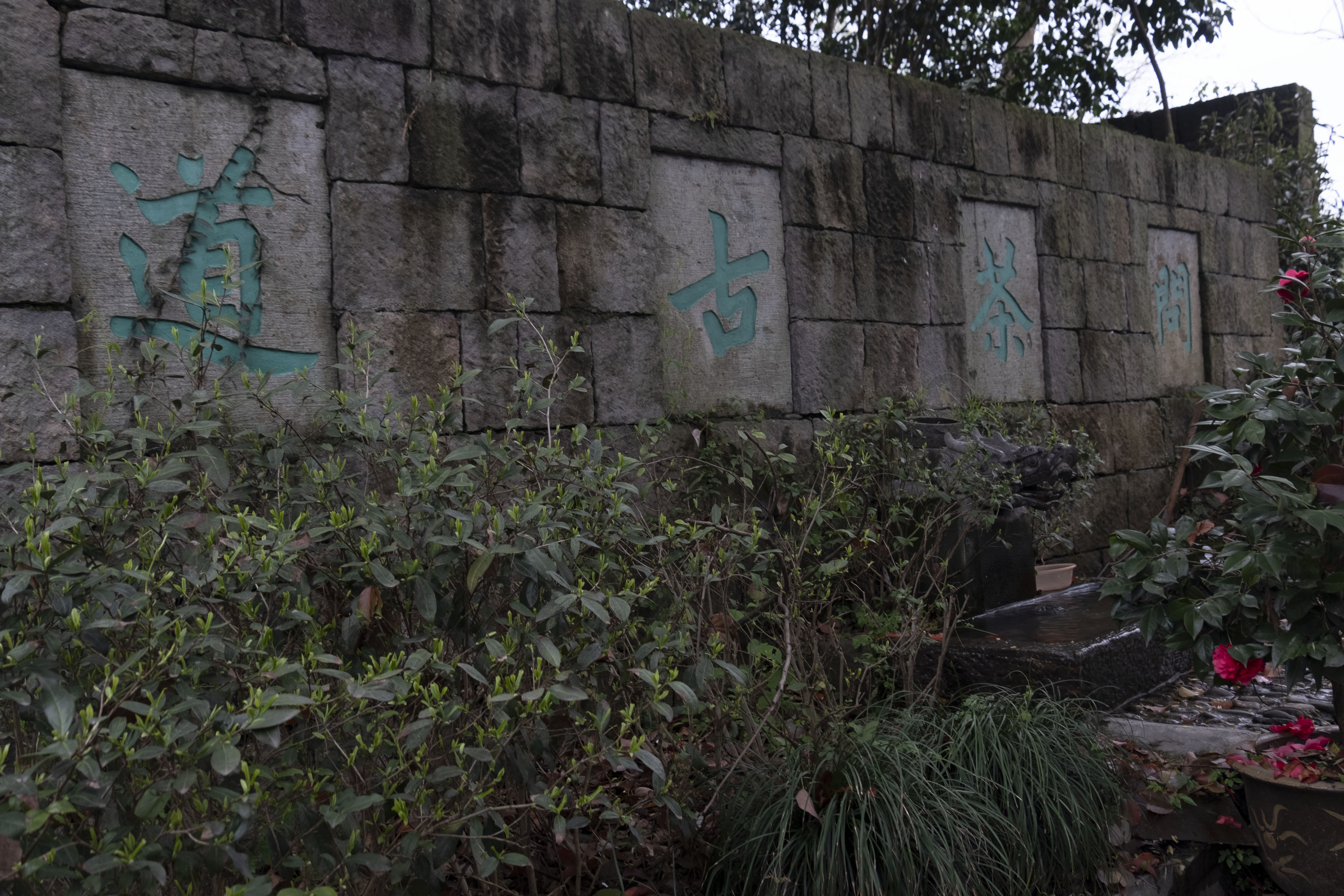 西湖龙井春茶季,龙井茶西湖明前春茶