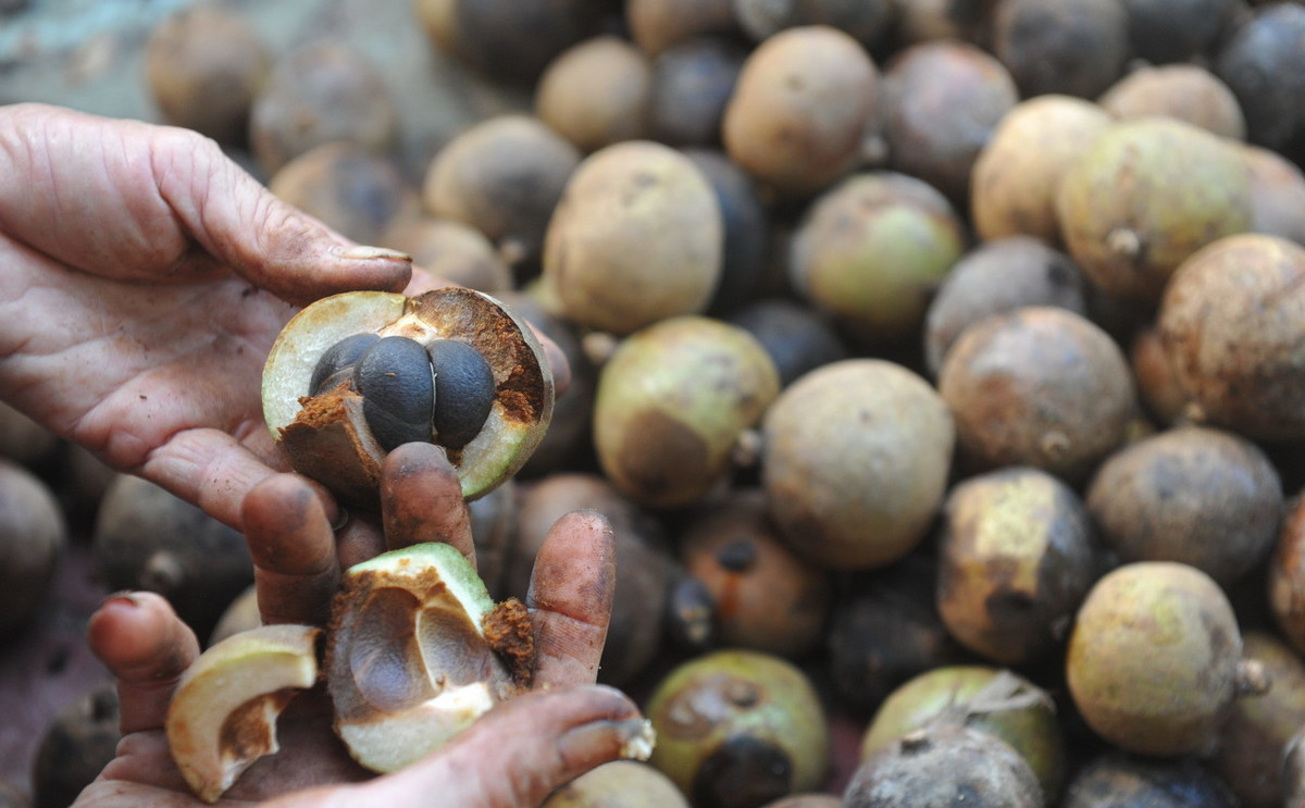 为何市场上很少有茶油,南方压榨茶油