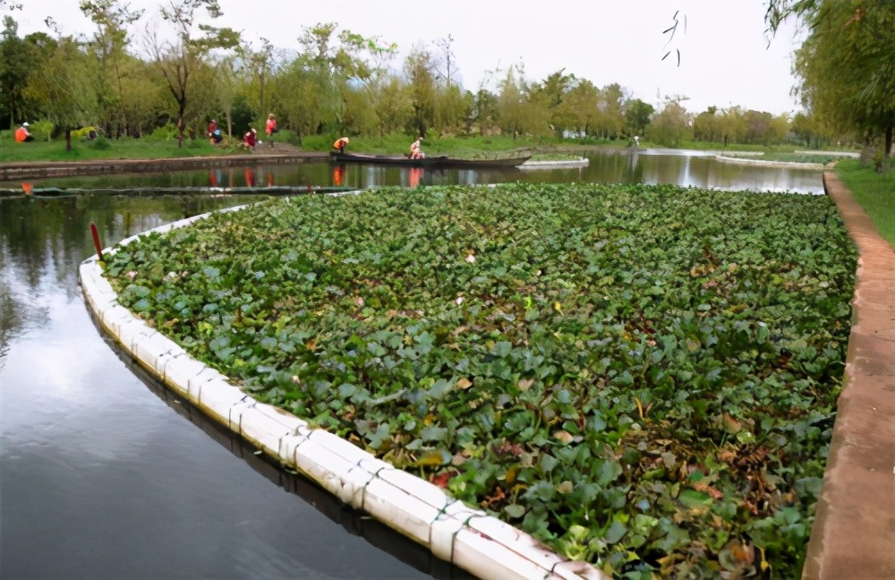 水葫芦的弱点太好笑,水葫芦入侵视频