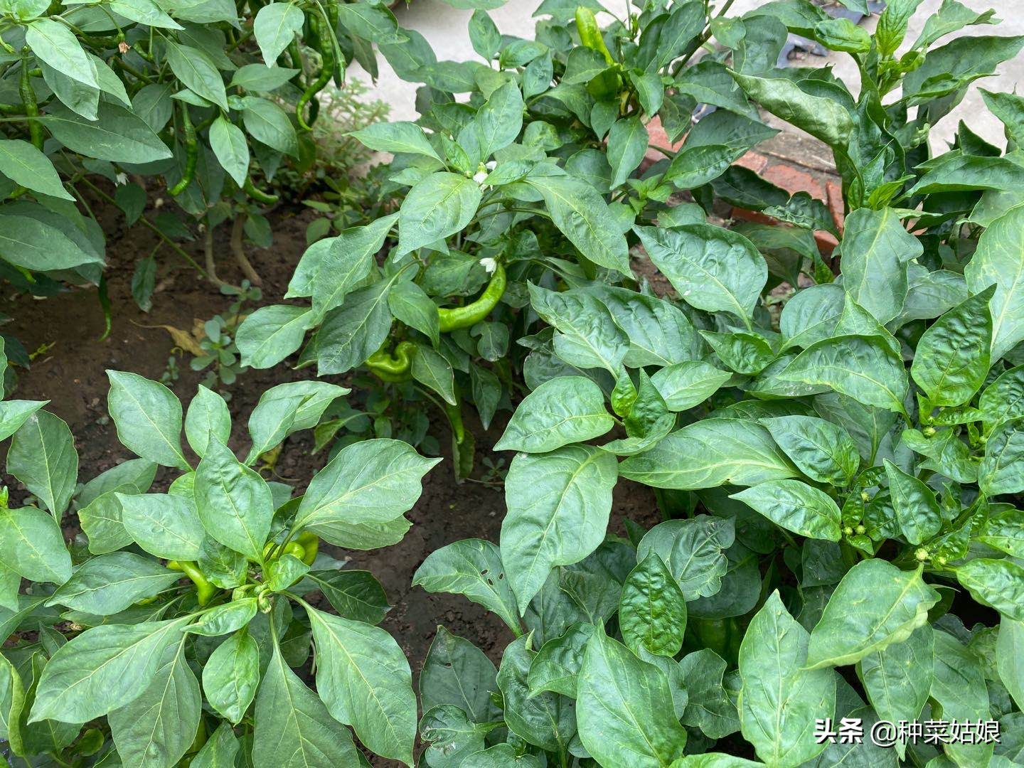 雨季种植大棚蔬菜要点,雨季种的蔬菜老是死怎么办