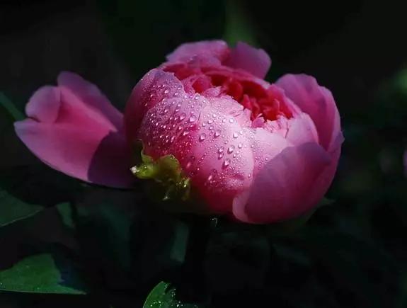 最美牡丹花与诗,牡丹最美诗词