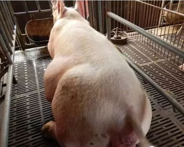 影响生殖系统的传染病,养母猪要打什么疫苗