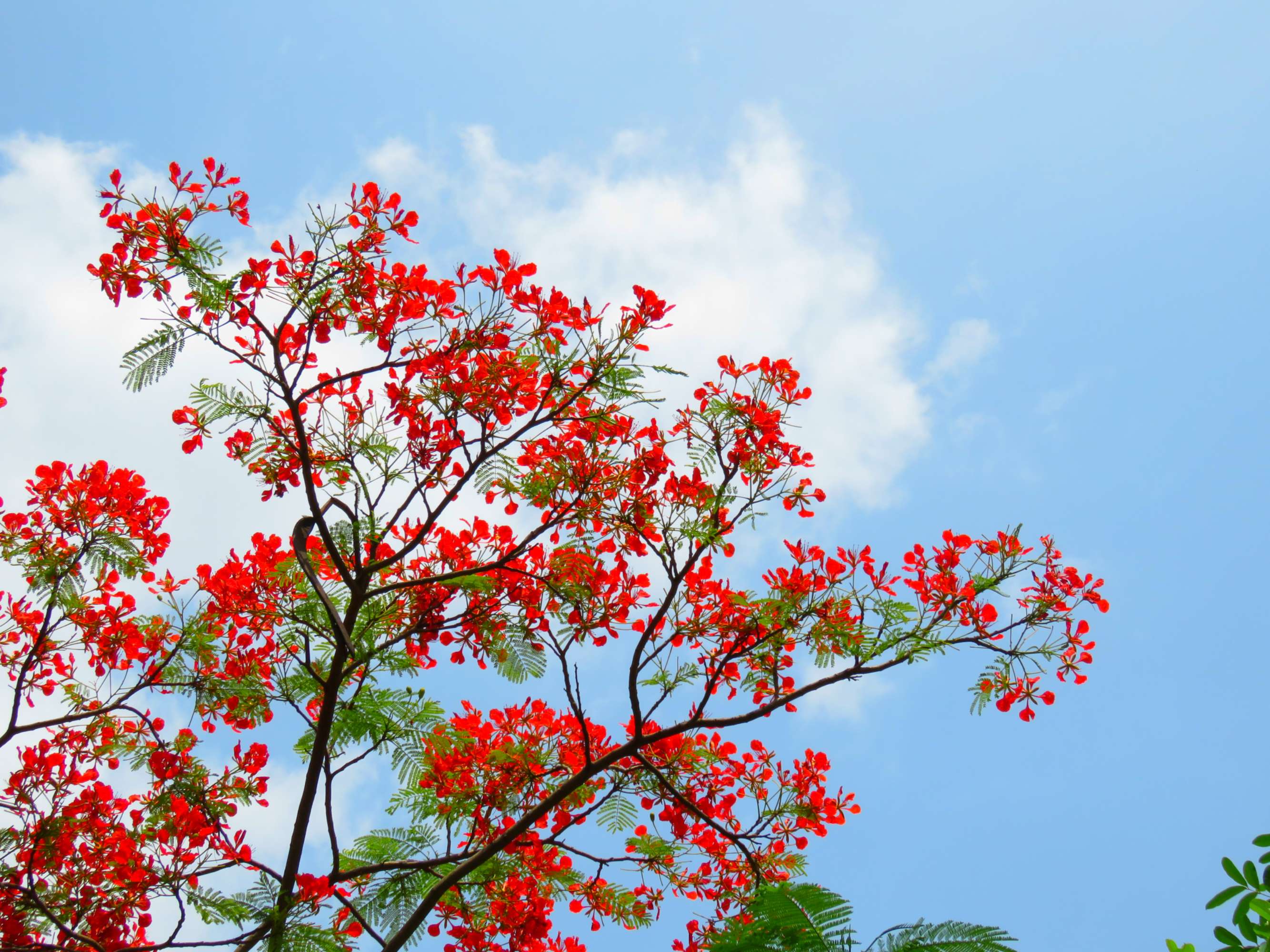 毕业季的凤凰花和栀子花,毕业季凤凰花开的时候