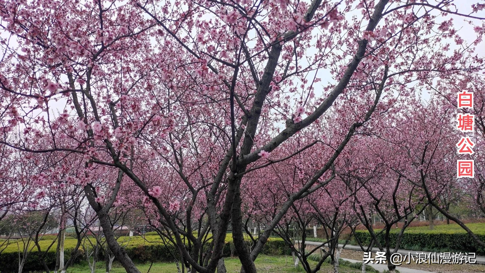 苏州春节免费景点有哪些,苏州景区免费景点大全
