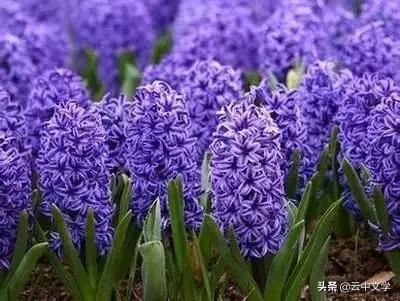 花语大全100种花图片,100种花的花语太全了