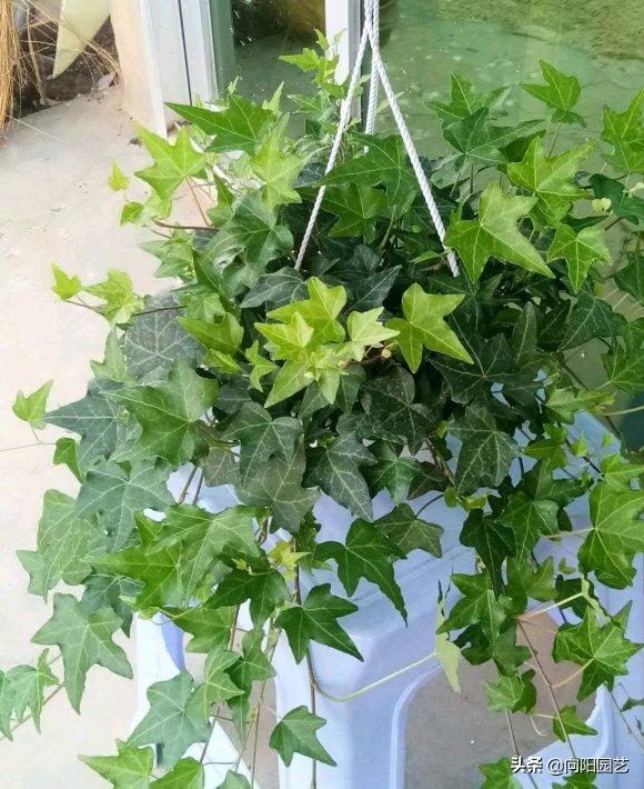 什么绿植能净化空气和除尘,净化室内空气的十款绿植